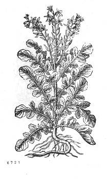 no HD illustration available (4)