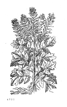 no HD illustration available (4)