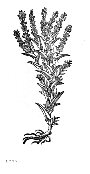 no HD illustration available (4)