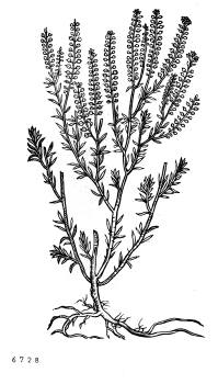 no HD illustration available (4)