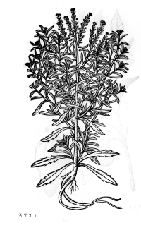 no HD illustration available (4)