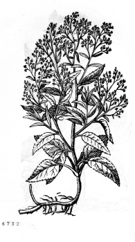 no HD illustration available (4)