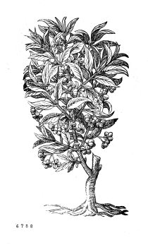 no HD illustration available (4)