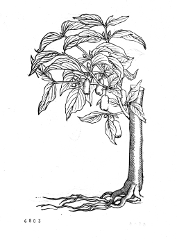 no HD illustration available (4)