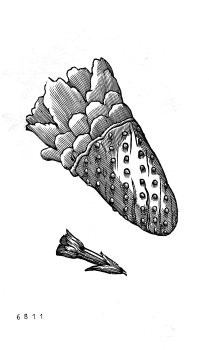 no HD illustration available (4)