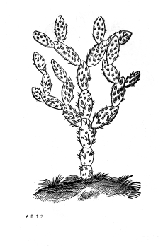 no HD illustration available (4)