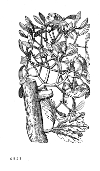 no HD illustration available (4)