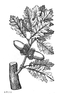 no HD illustration available (4)