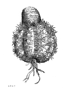 no HD illustration available (4)