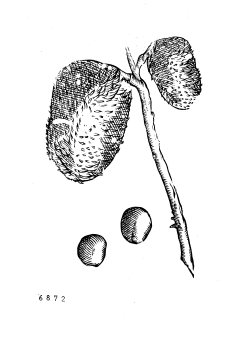 no HD illustration available (4)