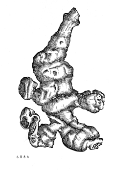 no HD illustration available (4)