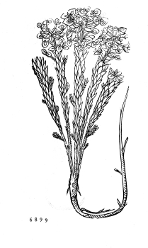 no HD illustration available (4)