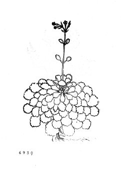 no HD illustration available (4)