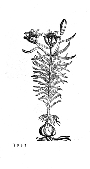 no HD illustration available (4)