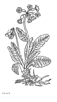 no HD illustration available (4)