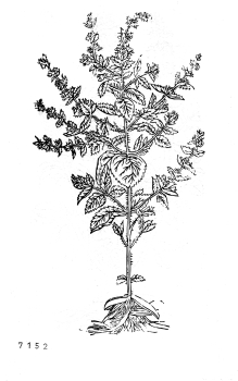 no HD illustration available (4)