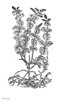 no HD illustration available (4)