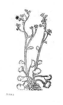 no HD illustration available (4)