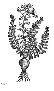 no HD illustration available (4)