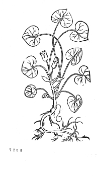 no HD illustration available (4)