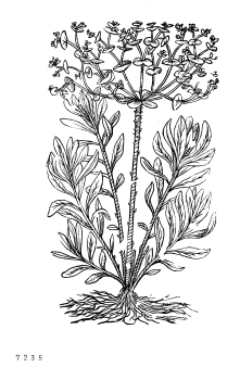 no HD illustration available (4)