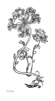 no HD illustration available (4)