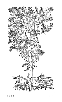 no HD illustration available (4)