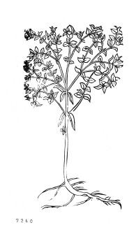 no HD illustration available (4)