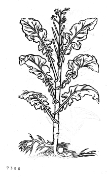 no HD illustration available (4)