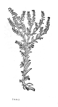 no HD illustration available (4)