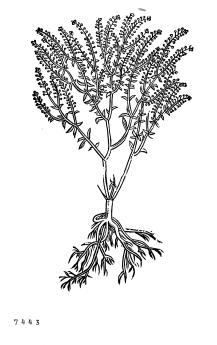 no HD illustration available (4)