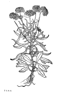 no HD illustration available (4)