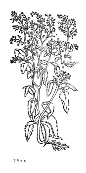 no HD illustration available (4)