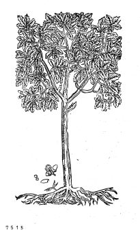 no HD illustration available (4)