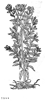 no HD illustration available (4)