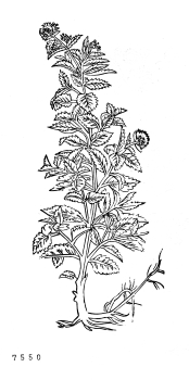 no HD illustration available (4)