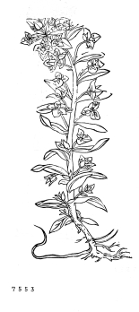 no HD illustration available (4)