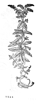 no HD illustration available (4)