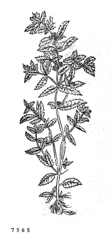 no HD illustration available (4)