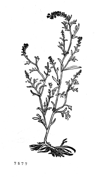 no HD illustration available (4)