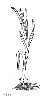 no HD illustration available (4)