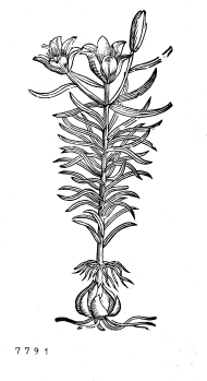 no HD illustration available (4)