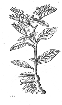 no HD illustration available (4)