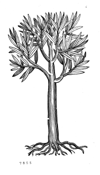 no HD illustration available (4)