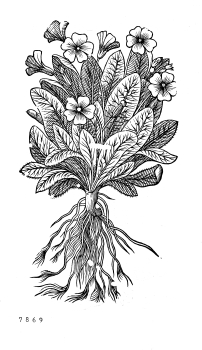 no HD illustration available (4)