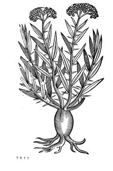 no HD illustration available (4)