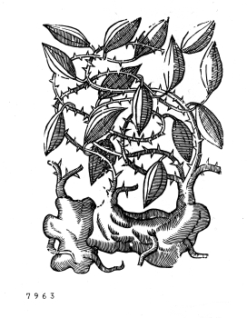 no HD illustration available (4)