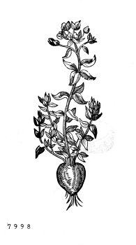 no HD illustration available (4)