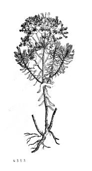 no HD illustration available (4)