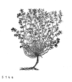 no HD illustration available (4)